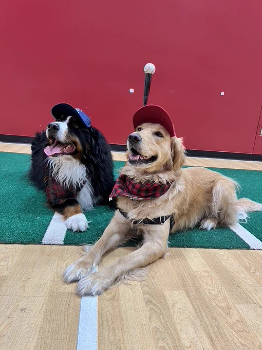 a bernese mountain dog and a golden retriever laying down.  They are both wearing hats