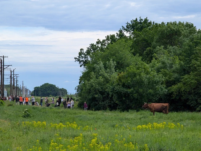 A cow watching us evacuate a train due to an air raid.