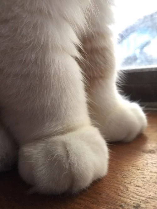 cat paws