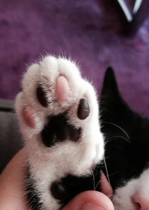 cat paw with black and pink beans