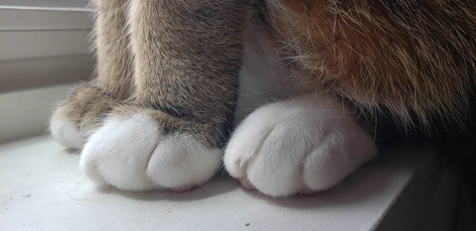 more cat paws