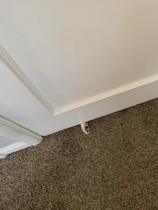 one cat paw sliding from under the door