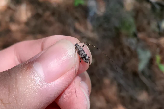 ナカバヤシモモブトカミキリ