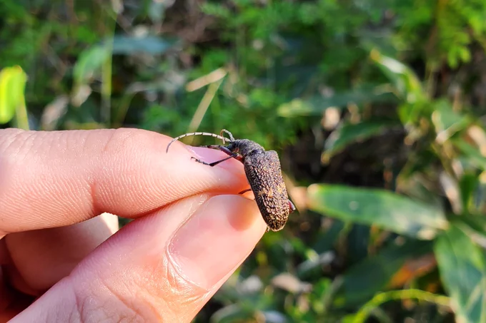 アラメハナカミキリ