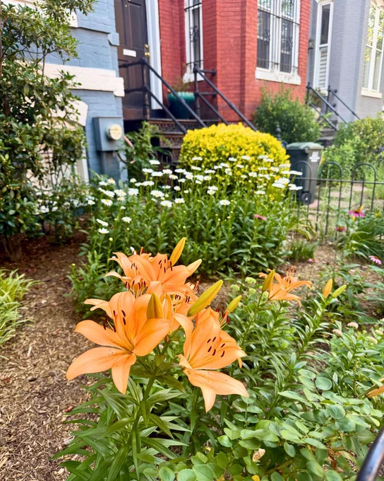 Lilies are blooming in Ward 6