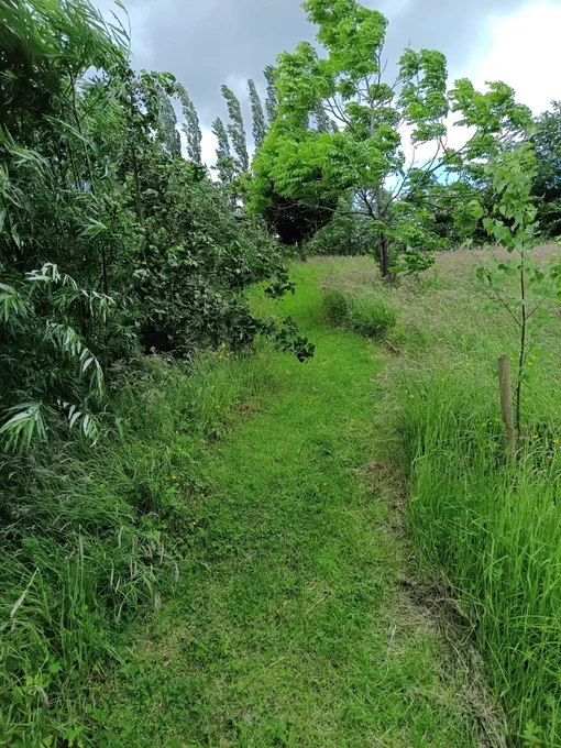 Path through the field, flanked by some older saplings & trees on the left, with a few trees on the right including recently planted birch sapling