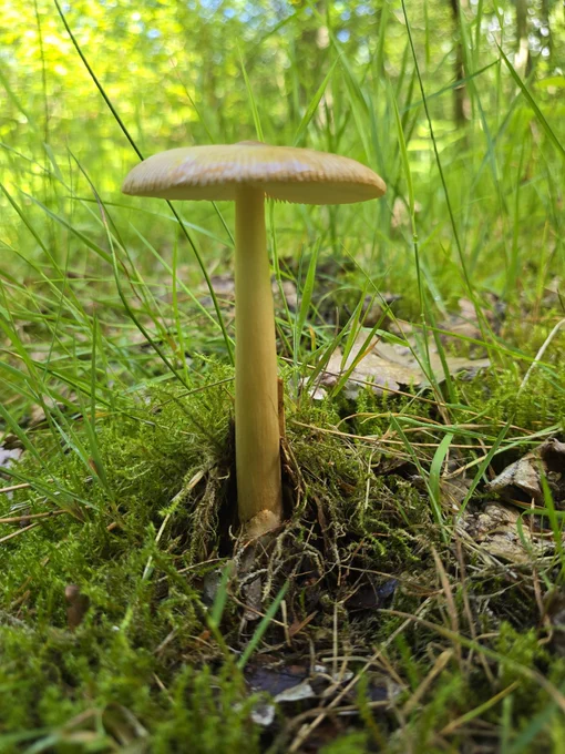 A lovely June toadstool