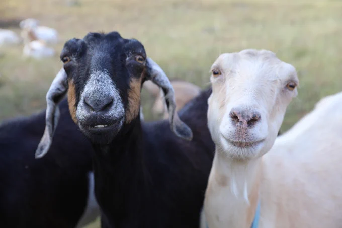 goats at Harlow Platts Community Park