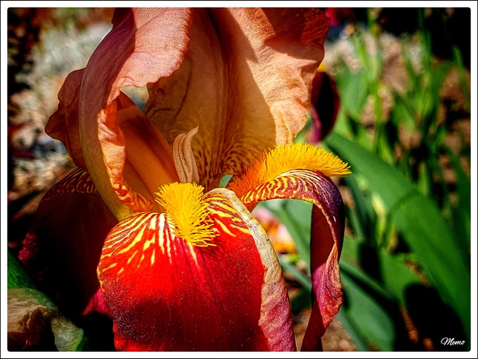 Bildbeschreibung: Nahaufnahme der rot- und orangefarbenen Blüte einer Bartiris.