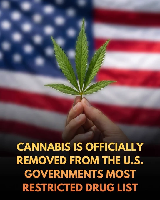 🚨The United States just offically recliassified cannabis.

The federal reclassification of medical marijuana to Schedule III marks a monumental shift in U.S. drug policy, promising to unlock clinical research and deliver massive tax relief to state-legal businesses.

After more than half a century under the nation's most restrictive drug category, state-licensed medical marijuana has been officially reclassified from Schedule I to Schedule III by the federal government. 

Since 1970, cannabis was grouped alongside heroin and LSD under the assumption that it had high abuse potential and no accepted medical value—a designation that increasingly clashed with the reality of millions of Americans legalizing its use under state programs. 

While the change does not legalize recreational marijuana federally or allow interstate sales, it removes significant roadblocks for medical cannabis operators and scientists alike.