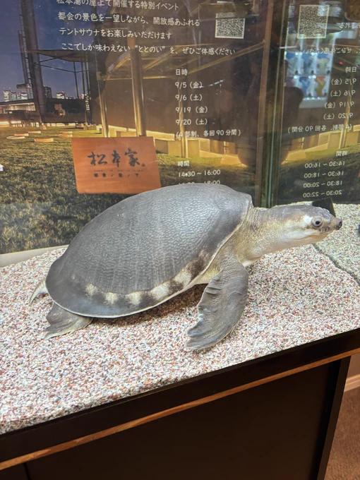 かめ🐢