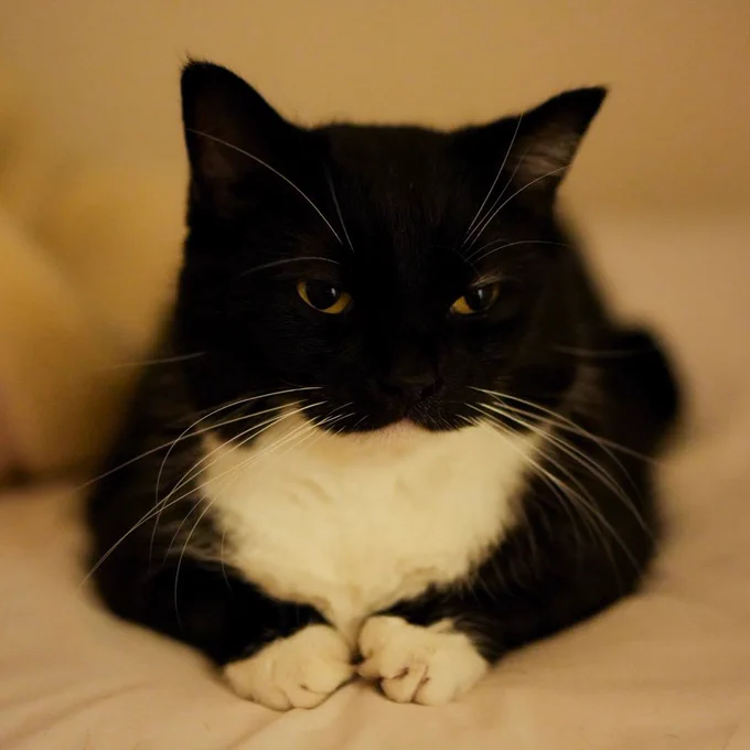 A black and white cat resting on the bed