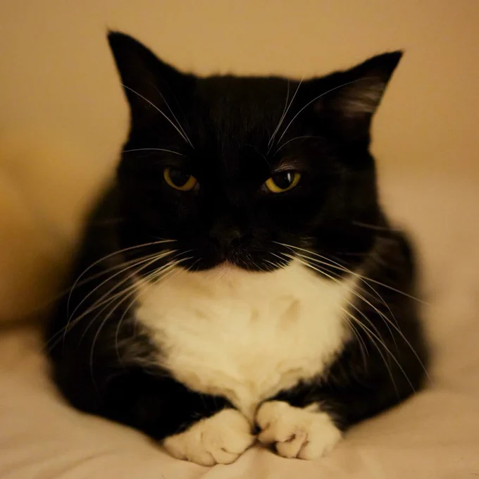 A black and white cat resting on the bed