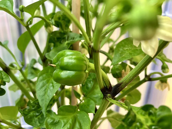 The green butt of a snack pepper emerging from the flower
