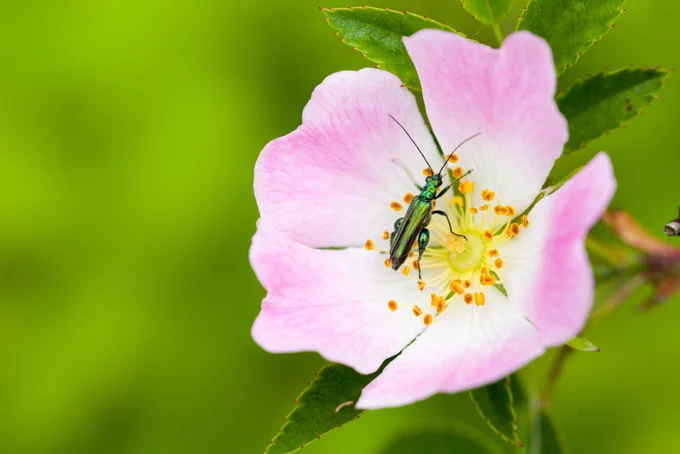 Photograph of Thick-legged Flower Beetle (Oedemera nobilis) on dog rose flower (Rosa canina), Caesar's Camp, Farnham, Surrey, UK, 13 June 2022.