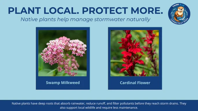 Graphic titled “Plant Local. Protect More.” featuring Swamp Milkweed and Cardinal Flower. Text explains that native plants absorb rainwater, reduce runoff, filter pollutants, support wildlife, and require less maintenance. The Think Blue Connecticut River logo appears in the corner.