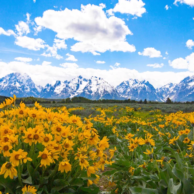 A wide field of bright yellow wildflowers stretches across the foreground, with the snow-capped peaks of the Teton Range rising in the distance beneath a vivid blue sky dotted with large white clouds. The flowers fill the landscape, creating a colorful contrast against the rugged mountains and open sky. 