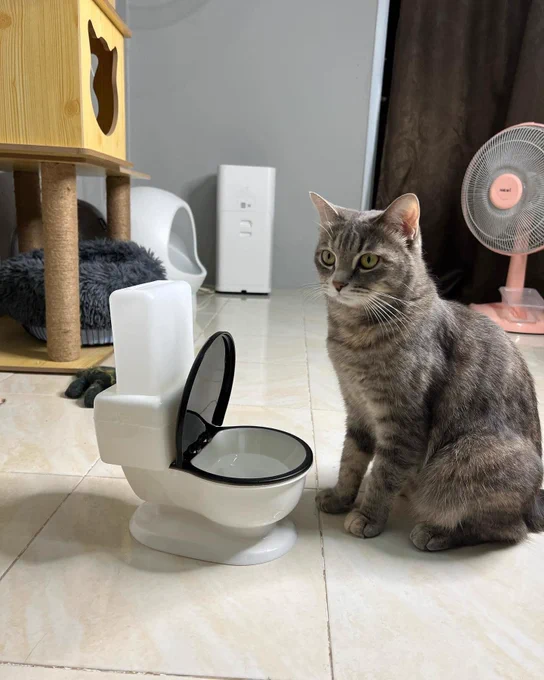 A cat sitting in front of a water dish shaped like a toilet.