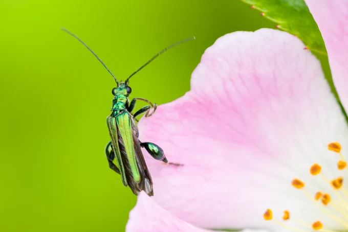 Macro photograph of Thick-legged Flower Beetle (Oedemera nobilis) on dog rose flower (Rosa canina), Caesar's Camp, Farnham, Surrey, UK, 13 June 2022.