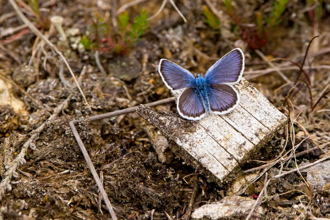 Photograph of silver-studded blue butterfly (Plebejus argus), Caesar's Camp, Farnham, Surrey, UK, 13 June 2022.