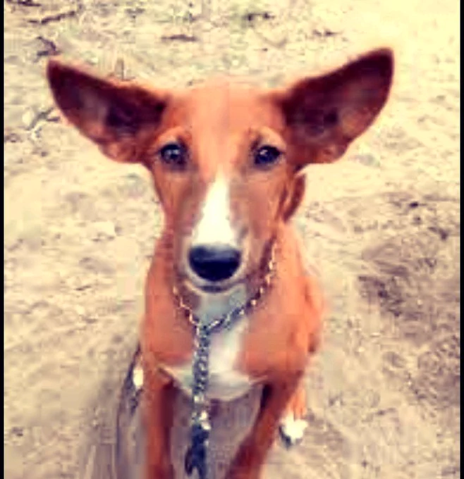 Ekuke is the popular Nigerian slang for local, indigenous dogs (often also called Bingo or African village dogs) known for their high resilience and street smarts. The name itself originates from "Eke Uke," a major market day in Uke town, Anambra State, where these dogs were historically traded.