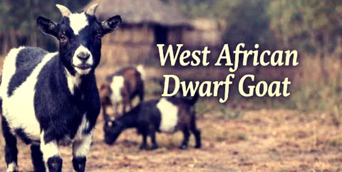 The West African Dwarf (WAD) goat is a small, exceptionally hardy breed native to the coastal, humid regions of West and Central Africa. Renowned for its compact size, high reproductive rate, and unique disease resistance, this breed serves as a cornerstone of rural economies across Africa. It is also the foundation ancestor of globally popular domestic breeds, including the American Pygmy and the Nigerian Dwarf goat. 
