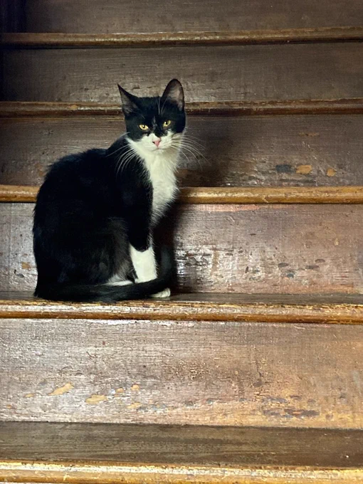Tuxedo cat looking poised and stern on a wooden staircase.