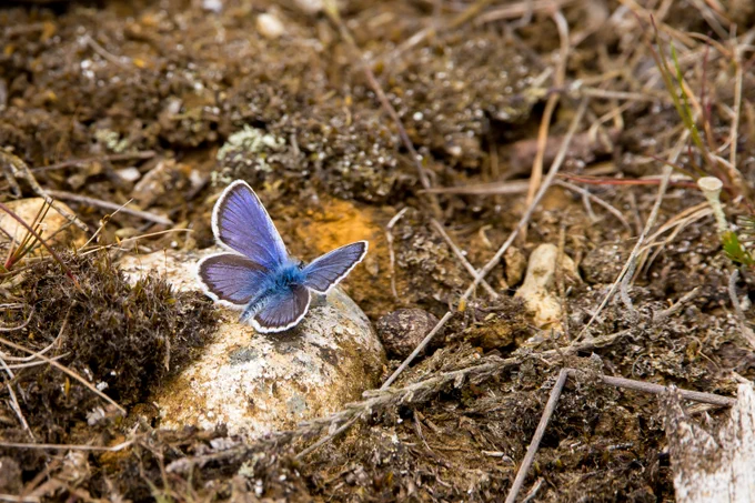Photograph of silver-studded blue butterfly (Plebejus argus), Caesar's Camp, Farnham, Surrey, UK, 13 June 2022.