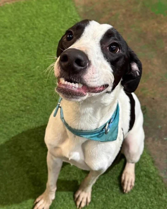 A black and white dog with a playful expression is sitting on a green surface, wearing a light blue collar.