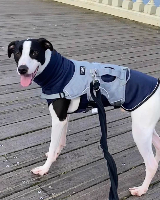 A black and white dog wearing a gray and blue harness stands on a wooden boardwalk. The dog is panting and looking towards the camera.