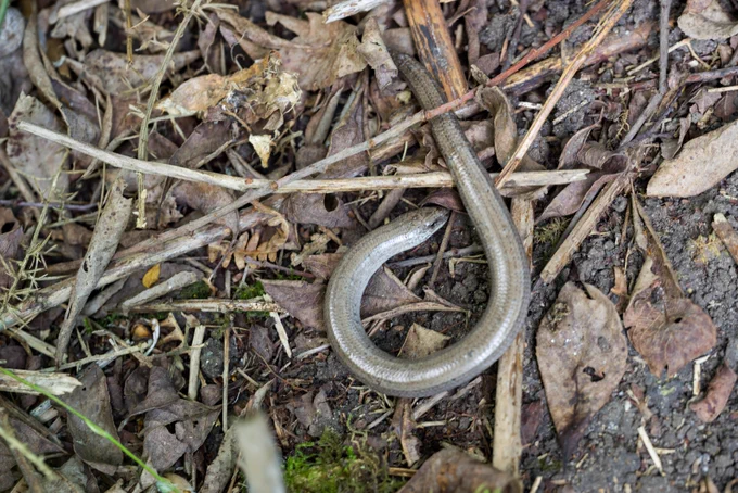 Photograph of slow worm neither a worm nor a snake, but a legless lizard. Caesar's Camp, Farnham, Surrey, UK, 13 June 2022.