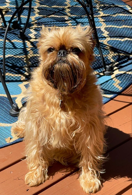 Trixie sitting on deck near a blue rug in the sunshine.