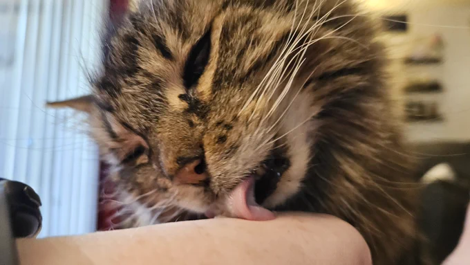 Plunkett the elder grey tabby Pushy Cat with end stage Chronic Kidney Disease licking puree cat treeats off the back of a human hand.