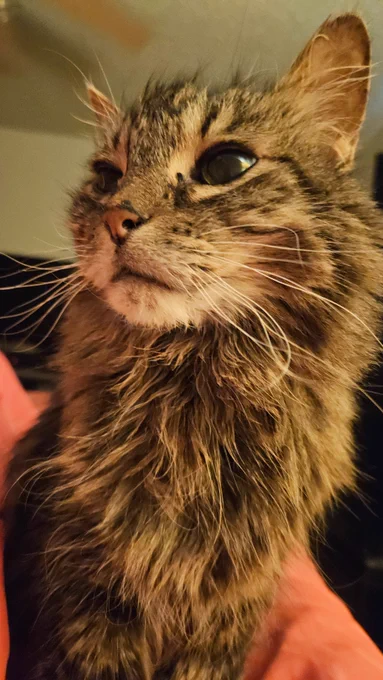 Plunkett the elder grey tabby Pushy Cat with end stage Chronic Kidney Disease sitting waiting for a cuddle.