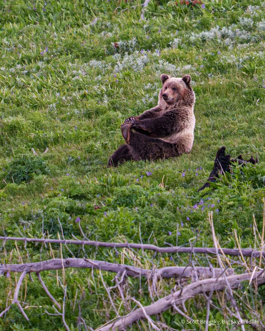 This male grizzly sub adult did some bear yoga after feeding on an elk calf that he killed. From after sunset in Yellowstone on June 11th 2026. Photo by @brovsky