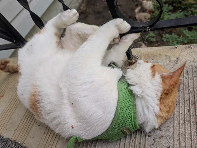 Cheddar rolls around on the front steps. He is holding onto the railing and has his feet against it. His harness is only halfway on. 