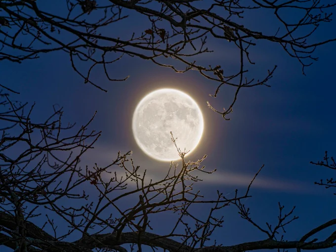 A bright full moon shines through the branches of bare trees against a dark blue night sky.