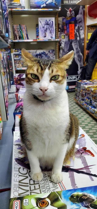 A brown and white cat with airplane ears sitting atop some model kits in a gaming store.
