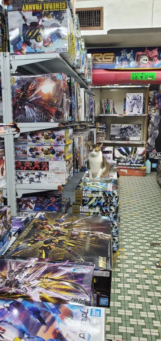 A brown and white cat with airplane ears sitting atop some model kits in a gaming store.