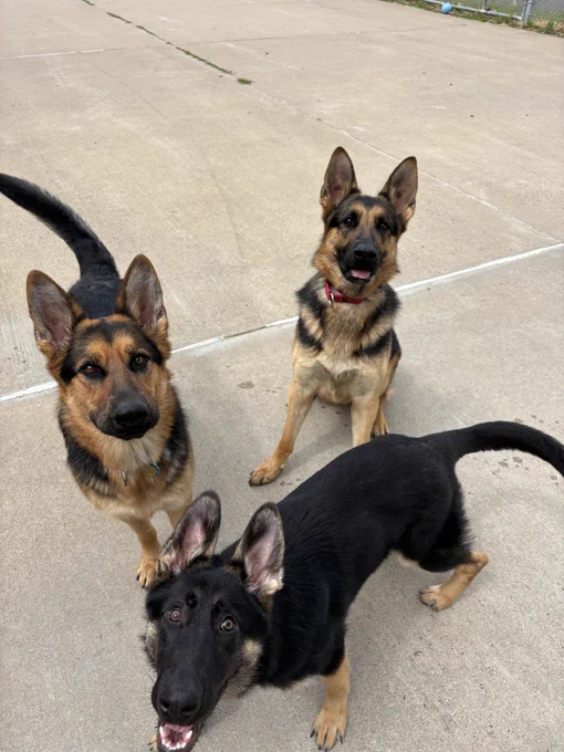 3 B&T GSDs look up eagerly toward the camera while standing on a concrete outdoor area. Two of the dogs are sitting or standing attentively in the background, while the third dog is positioned closely in the foreground with an energetic, wide-eyed expression.
