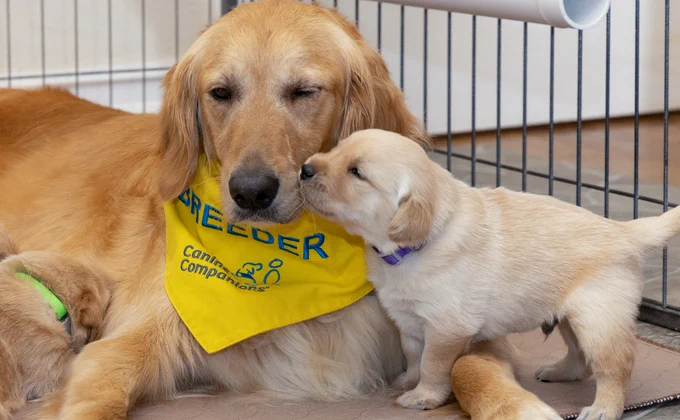 A golden retriever adult with a yellow "Canine Companions BREEDER" bandana is in a pen, gently interacting with a small golden retriever puppy. Another puppy is partly visible nearby.