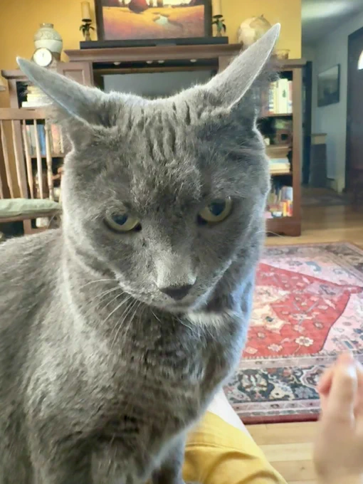 Jasper the grey cat with his ears tilted back
