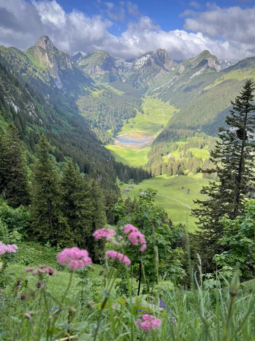 Blick von einem bewachsenen Hang auf eine alpine Landschaft mit Wiesen, Wäldern und dem teilweise ausgetrockneten Sämtisersee. Im Vordergrund stehen unscharfe rosa Wildblumen und Gräser. Dahinter ziehen sich grüne Hänge und dunkle Nadelwälder durch die Landschaft. Im Hintergrund ragen markante Berggipfel mit einzelnen Schneefeldern unter einer dichten Wolkendecke auf. Sonnenlicht fällt stellenweise auf die Hänge und sorgt für starke Kontraste zwischen hellen und schattigen Bereichen.