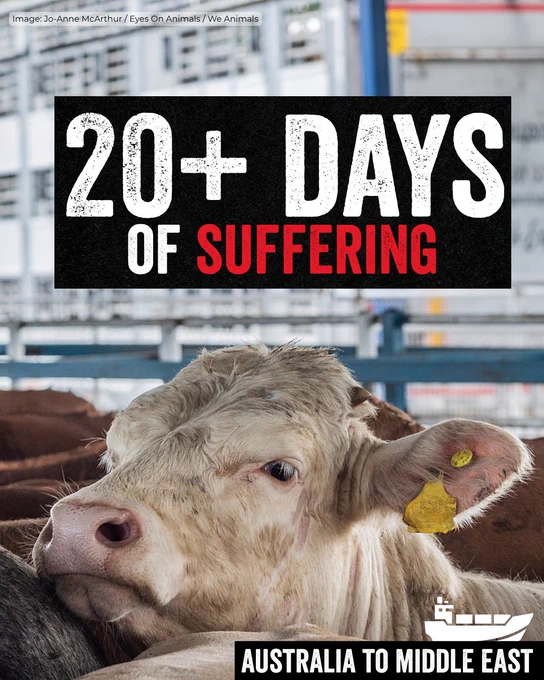 20  days of suffering, australia to middle east. 