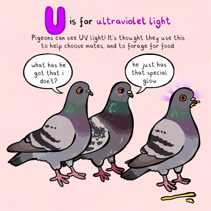 a drawing of three pigeons. one looks annoyed whilst the other looks on, blushing, at the remaining one, who obliviously eats a chip off the floor. the background is pale pink. the header says 'u is for ultraviolet light'. text below says:

'Pigeons can see UV light! It's thought they use this to help choose mates, and to forage for food.'

the annoyed pigeon asks 'what has he got that i don't?' and the lovestruck pigeon responds 'he just has that special glow'. the oblivious pigeon has a light purple glow around its head