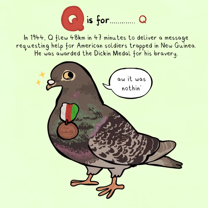 a drawing of a pigeon, looking pleased, with a medal on its chest. the background is a pale green. the header says 'q is for............. q'. below, text says:

'In 1944, Q flew 48km in 47 minutes to deliver a message requesting help for American soldiers trapped in New Guinea. He was awarded the Dickin Medal for his bravery.'

the pigeon says 'aw it was nothin'