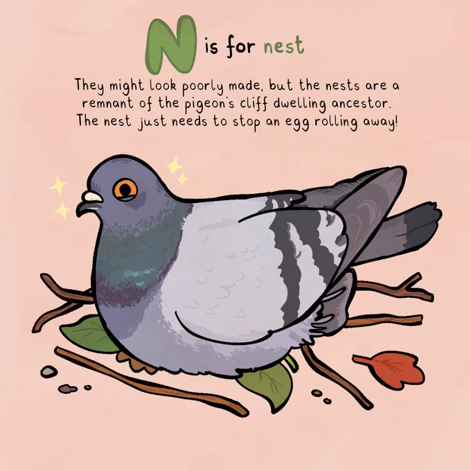 a drawing of a pigeon on a poorly built nest. the background is peachy coloured. the header says 'n is for nest' and below:

'They might look poorly made, but the nests are a remnant of the pigeon's cliff dwelling ancestor. The nest just needs to stop an egg rolling away!'