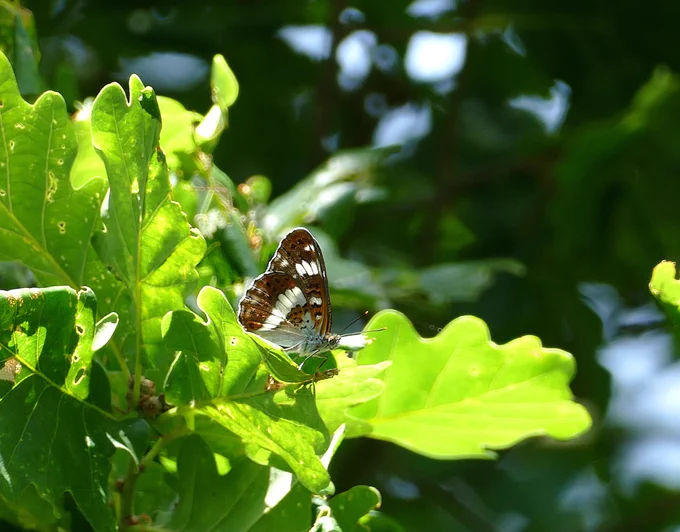 White Admiral.