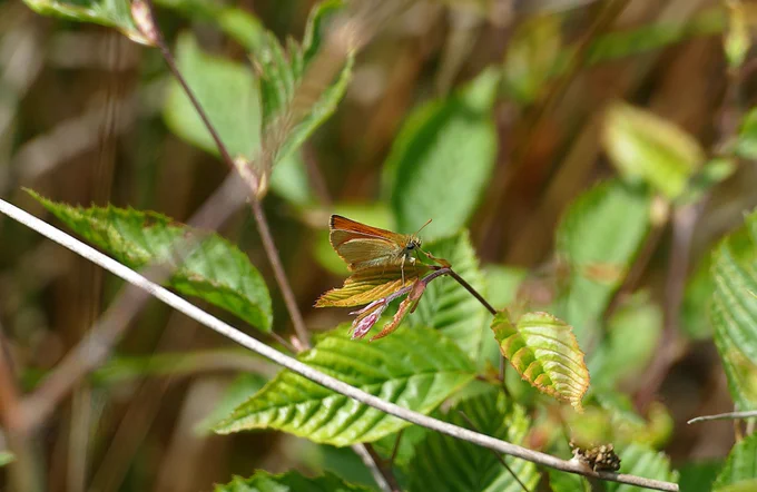 Small Skipper.