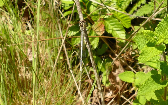 White Legged Damselfly